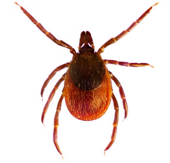 Ixodes ricinus ali navadni klop